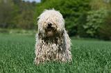 KOMONDOR 064